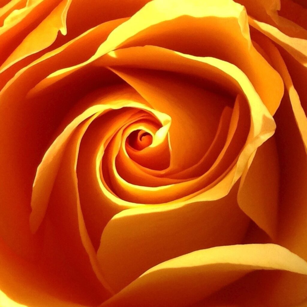 Golden rose spiral macro flower photography by Layne Morgan