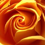 Golden rose spiral macro flower photography by Layne Morgan