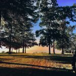 Sunlight filtering through trees and sky – fine art landscape photography by Layne Morgan