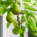 Green fruit hanging on a branch in natural light photographed by fine art photographer Layne Morgan
