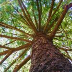 Looking up at towering redwood trees from the forest floor, fine art nature photography by Layne Morgan.