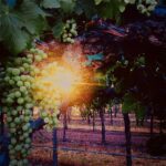 Sunlight streaming through trees in a luminous nature still life photograph by Layne Morgan
