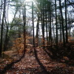 Sunlit forest path surrounded by tall trees in autumn woodland