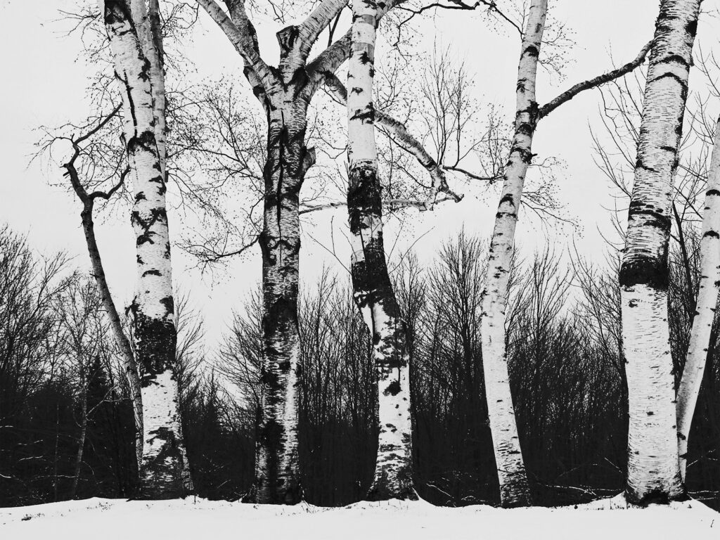 Fine art black and white forest photography by Layne Morgan showing tall trees rising into a misty sky