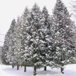 Snow covered pine trees in winter forest – fine art photography by Layne Morgan