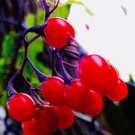 Red cherry tomatoes still life photography by Layne Morgan