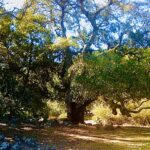 Fine art photograph of a large spreading tree canopy against a blue sky by photographer Layne Morgan