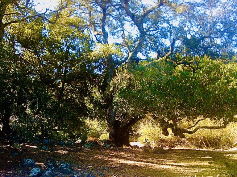 Fine art photograph of a large spreading tree canopy against a blue sky by photographer Layne Morgan