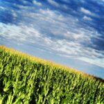 Green field under dramatic blue sky landscape photography by Layne Morgan