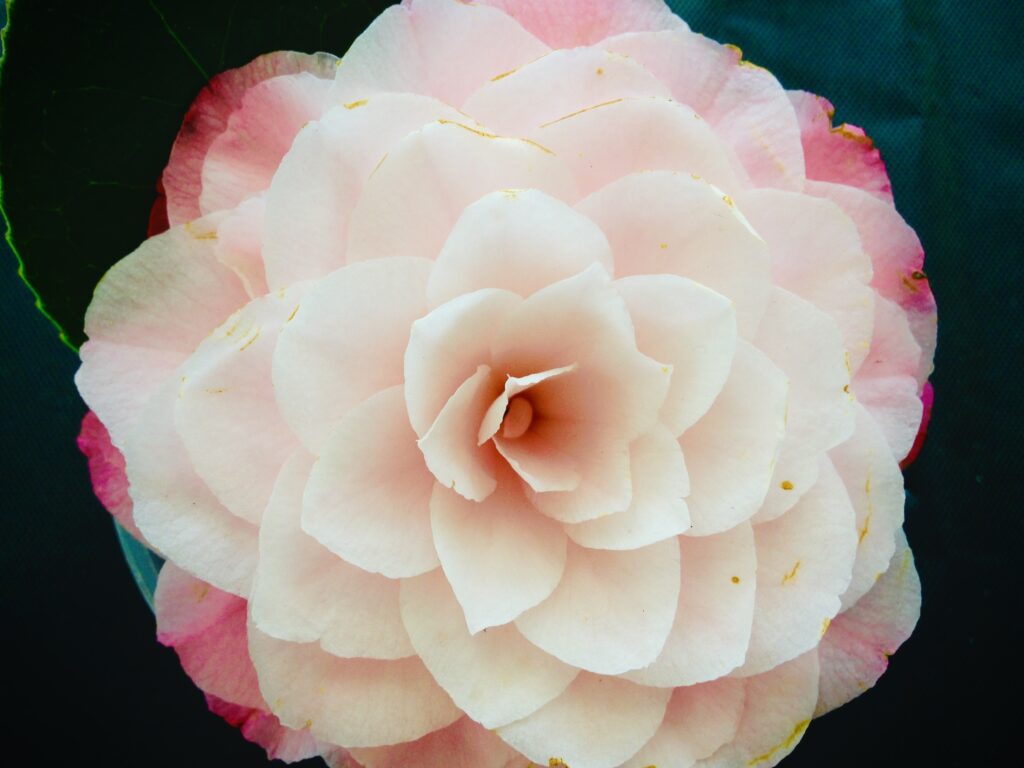 White camellia flower macro photography by Layne Morgan