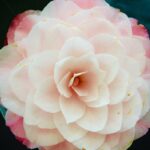 White camellia flower macro photography by Layne Morgan