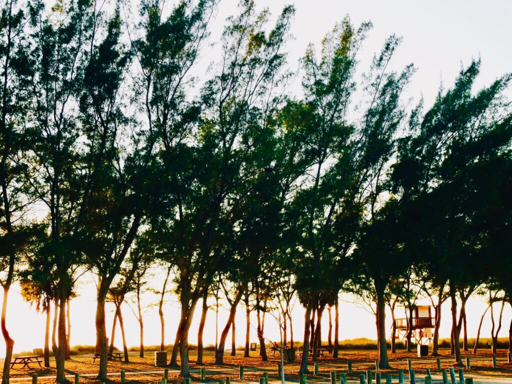 Fine art photograph of tall trees forming a natural corridor by photographer Layne Morgan