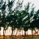 Fine art photograph of tall trees forming a natural corridor by photographer Layne Morgan