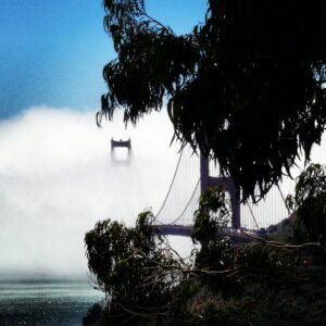 Golden Gate Bridge framed by coastal trees emerging through fog fine art architectural photography by Layne Morgan