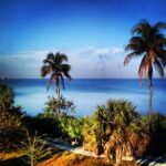Tropical palm trees overlooking blue ocean coast fine art photography by Layne Morgan