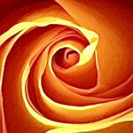 Golden rose spiral macro photography by Layne Morgan