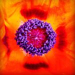 Purple center flower macro photography by Layne Morgan