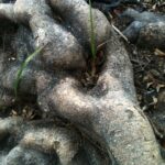 Twisted tree roots and forest floor texture photographed by Layne Morgan for the Trees fine art photography collection