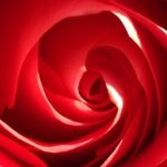 Red rose spiral macro photography by Layne Morgan