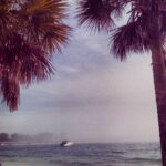 Palm trees framing a calm ocean horizon at sunset in a tropical coastal landscape
