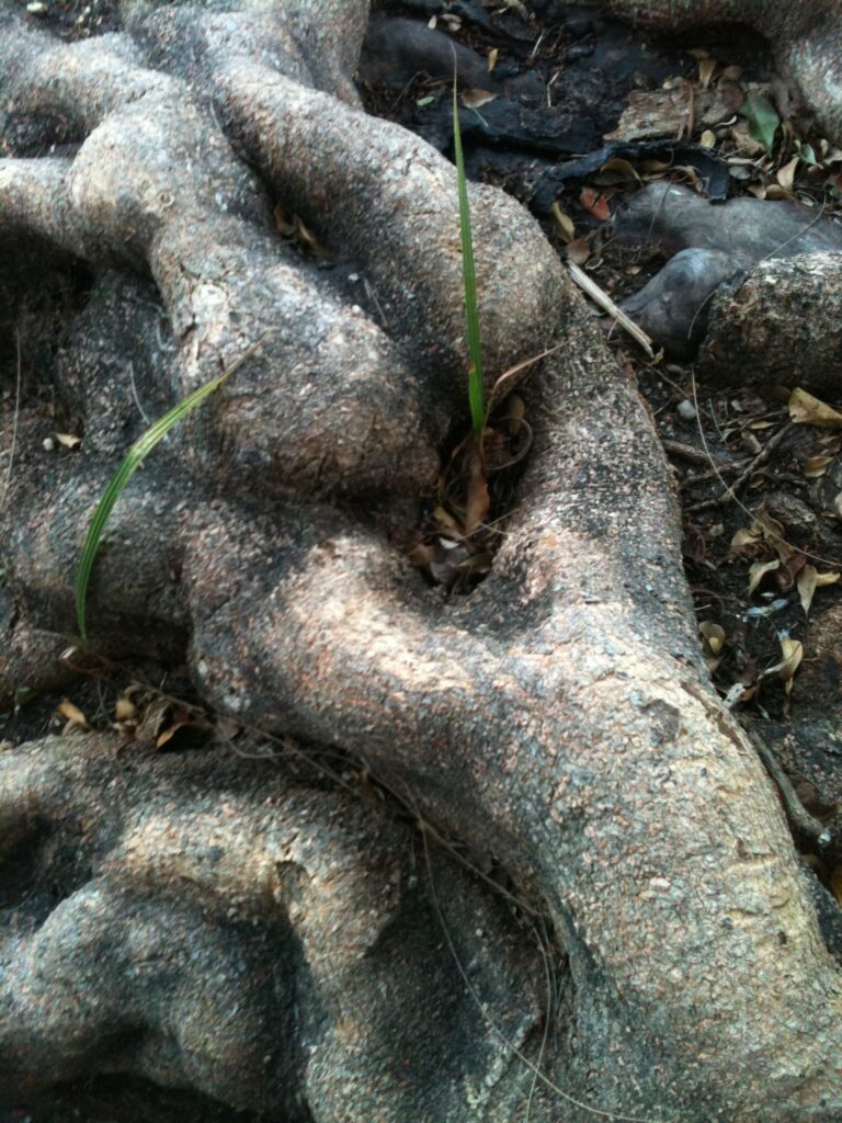 Twisted tree roots and forest floor texture photographed by Layne Morgan for the Trees fine art photography collection