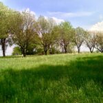 Green meadow with trees under blue sky landscape photography by Layne Morgan