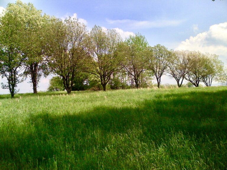 Green meadow with trees under blue sky landscape photography by Layne Morgan