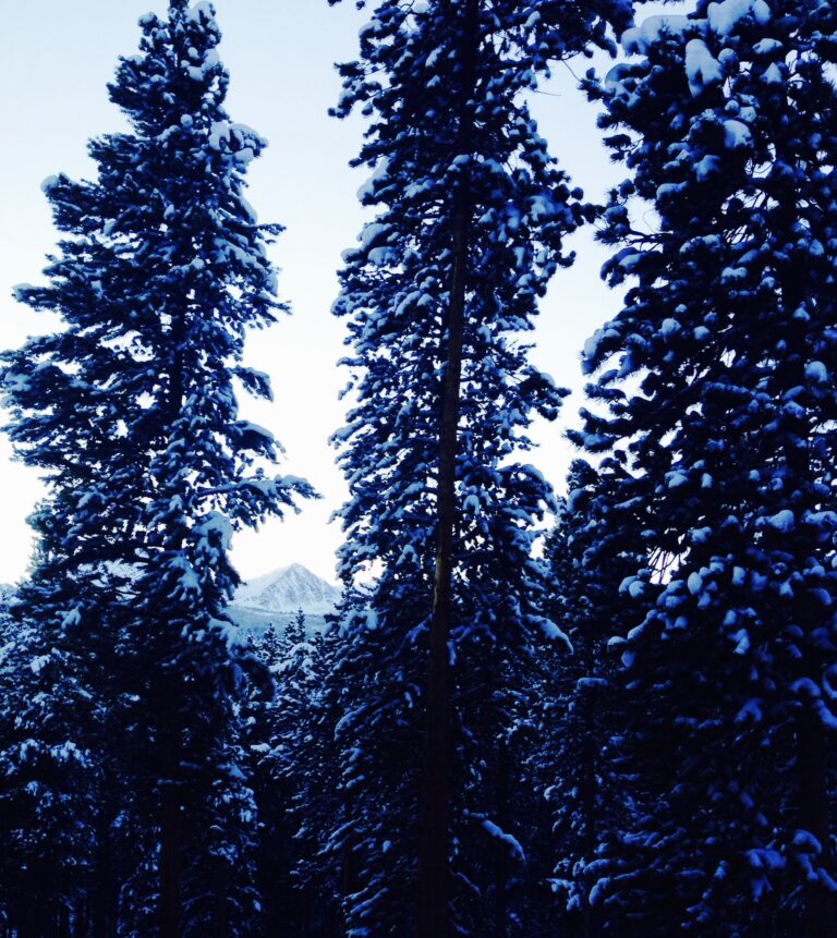 Fine art pine tree photography by Layne Morgan showing tall evergreen trees against a deep blue sky