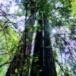 Fine art forest photography by Layne Morgan looking upward at tall trees and green canopy from the forest floor