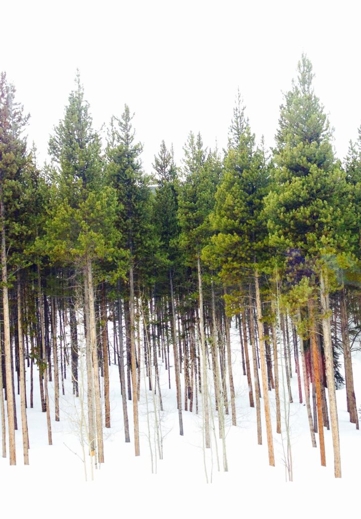 Fine art forest photography by Layne Morgan showing tall pine trees in a winter landscape