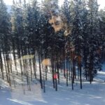 Fine art photograph of Layne Morgan standing among winter trees with soft light filtering through the forest