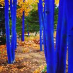 Blue eucalyptus tree trunks in autumn forest fine art nature photography by Layne Morgan