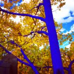 Blue eucalyptus trees with golden autumn leaves fine art nature photography by Layne Morgan