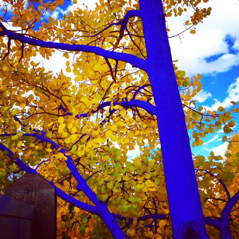 Blue eucalyptus trees with golden autumn leaves fine art nature photography by Layne Morgan