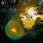 Sunlight shining through forest trees with lens flare – nature photography by Layne Morgan