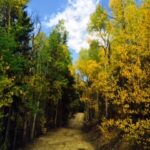 Forest path with golden autumn trees landscape photography by Layne Morgan