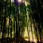 Sunlight through tall forest trees fine art nature photography by Layne Morgan