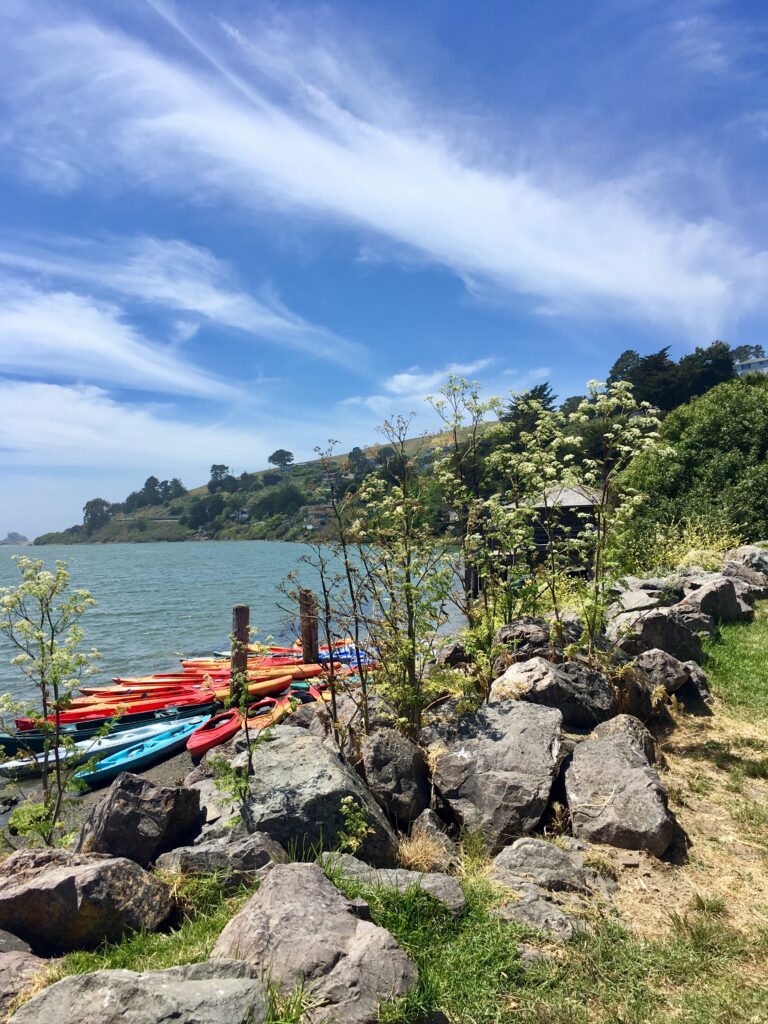 Coastal path with flowers overlooking the sea landscape photography by Layne Morgan