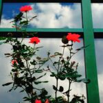 Red flowers on balcony against blue sky fine art nature photography by Layne Morgan