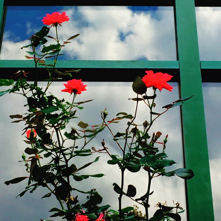 Red flowers on balcony against blue sky fine art nature photography by Layne Morgan