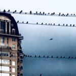 Birds perched on overhead wires beside historic building balcony urban wildlife photography by Layne Morgan