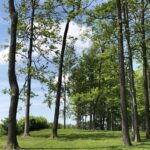 Tall green trees in open meadow landscape fine art photography by Layne Morgan