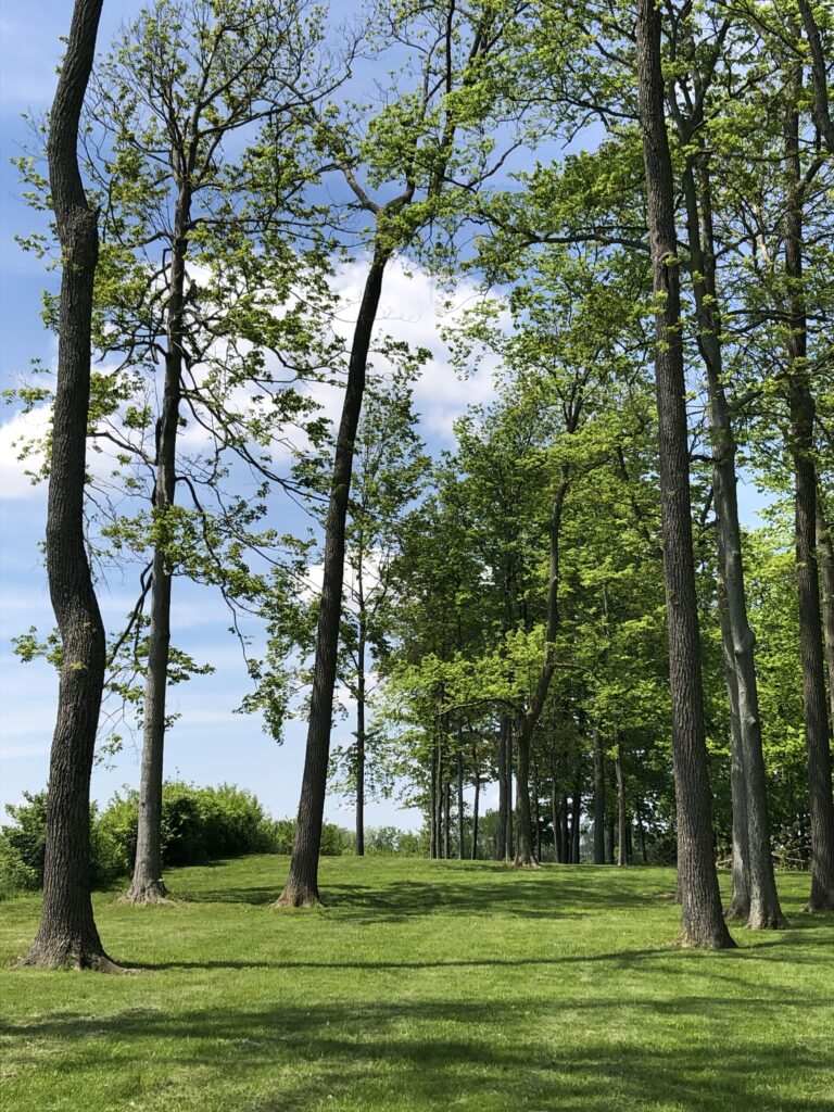 Tall green trees in open meadow landscape fine art photography by Layne Morgan