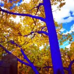 Blue tree trunk with golden autumn leaves against a bright sky in Colorado photographed by fine art photographer Layne Morgan