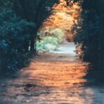 Sunlit forest path in Porquerolles, France with golden reflections on water captured by fine art photographer Layne Morgan