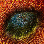 Macro photograph of a sunflower center showing intricate seeds and vibrant golden textures by fine art photographer Layne Morgan
