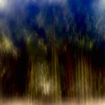 Abstract forest scene with blurred trees and golden light, fine art photography by Layne Morgan