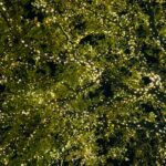 Dense green foliage viewed from above with rich texture, fine art nature photography by Layne Morgan