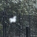 Snow falling in a dark forest with tall trees, fine art photography by Layne Morgan