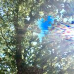 Sunlight filtering through trees with abstract light patterns, fine art photography by Layne Morgan